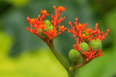 Zehirli çiçek fotoğrafı Buda göbek bitki, bottleplant çalı 