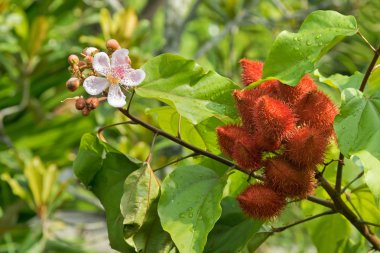 Ruj ağaç, Achiote pembe çiçekler ve kırmızı (Bixa o tohum pods