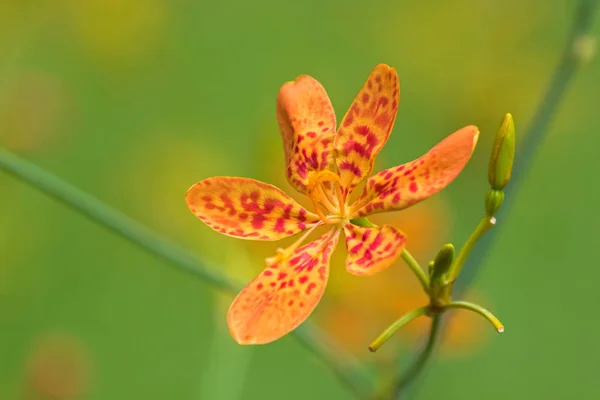 BlackBerry lily, leopard květina, leopard lily (Iris domestica) — Stock fotografie