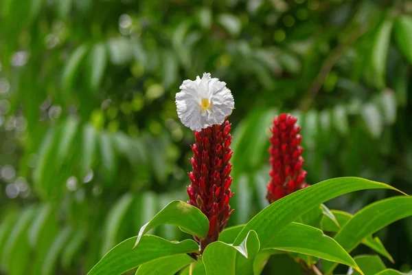 Crepe gengibre flor branca florescendo no jardim em Cingapura — Fotografia de Stock