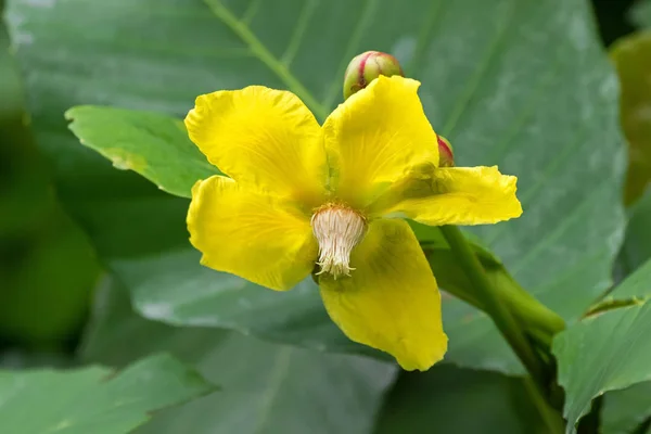 Dillenia flor em amarelo (Dillenia ovata Wall. ex Hook.f. & Thomson — Fotografia de Stock