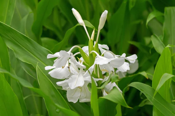 White garland-lily, white ginger lily flower (Hedychium coronarium) — Stock Photo, Image