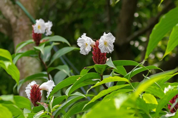 Crepe gengibre flor branca florescendo no jardim em Cingapura — Fotografia de Stock