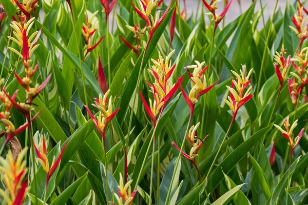 Heliconia psittacorum fleurs jaunes rouges dans le jardin à Singapour — Photo