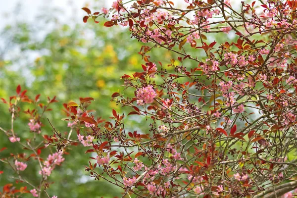 Pink mempat tree with flowers blossoming in the garden in Singapore — Stock Photo, Image