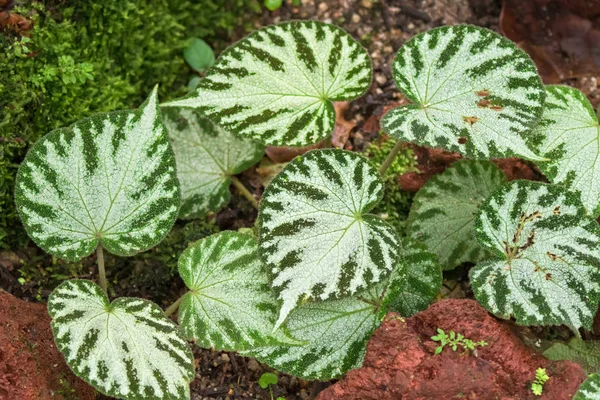 Vita blad foto av Begonia imperialis i trädgården — Stockfoto