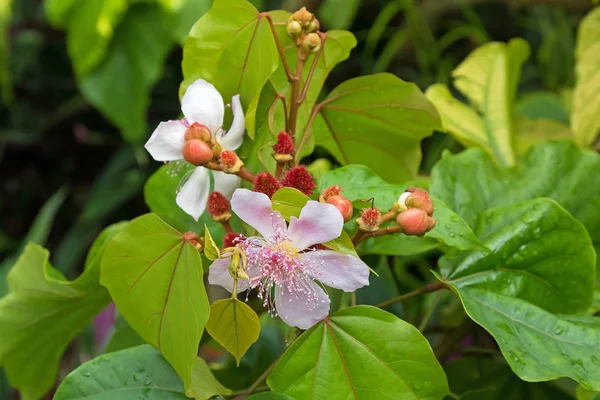 Крупный план фото дерева помады, Achiote розовые цветы и семена po — стоковое фото