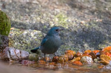 Şirin küçük Verditer sinekkapan kuş mavi ayakta çakıl taşı üzerinde 