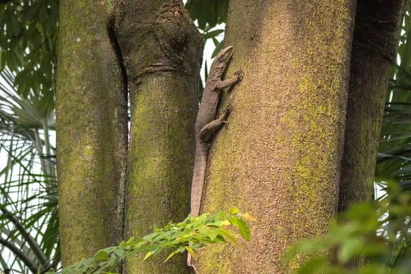 Gran lagarto asiático monitor de agua de Malasia trepando en el árbol en Singapur — Foto de Stock