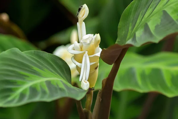 Planta de oración, Calathea warscewiczii flor herbácea blanca — Foto de Stock