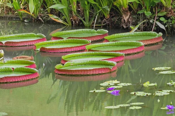 Almofadas Waterlily gigantes em verde e vermelho (Victoria amazonica) na lagoa — Fotografia de Stock