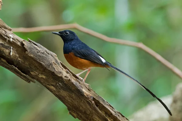 Male White-rumped shama bird in black and orange on a branch — Stock Photo, Image