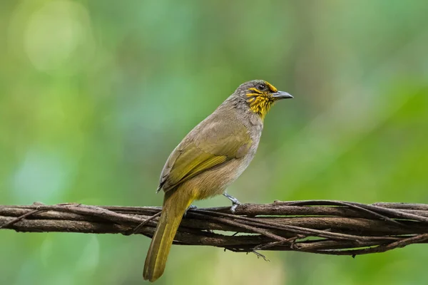Полосатая горловина, полосатая бульбюль-птица в жёлтом сиденье на дереве — стоковое фото