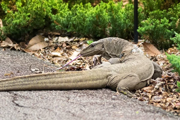 Big Clouded monitor lizard sticking out pink tongue in garden in Singapore