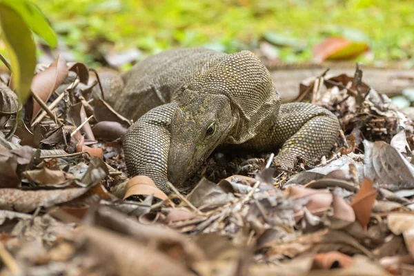 Big Clouded monitor lagarto cavando solo à procura de comida no jardim — Fotografia de Stock