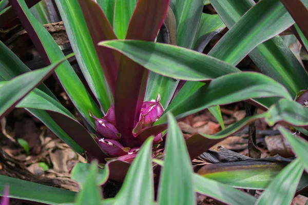 Moses-in-the-Cradle, also called boatlily, boat lily — Stock Photo, Image