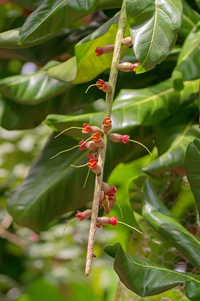 Cut Nut, Pili Nut, botões de flores exóticas em vermelho no jardim em Cingapura — Fotografia de Stock