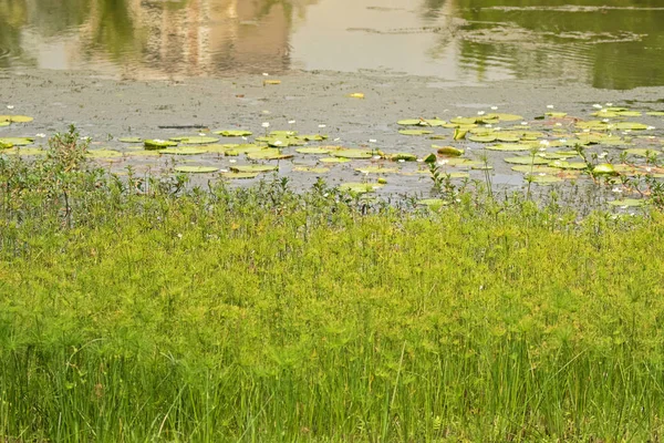 沿生态湖生长的花青树和其他水生植物 — 图库照片