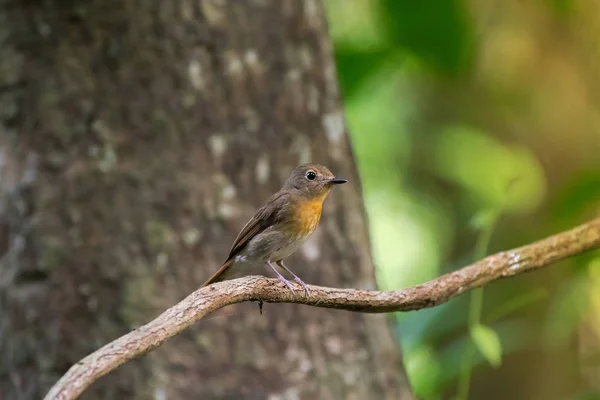 Lindo pajarito hembra Tickell 's Blue Flycatcher en amarillo marrón — Foto de Stock