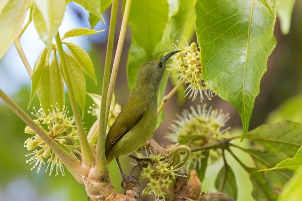 Uccello femmina Sunbird in verde giallo con becco lungo che raggiunge il nettare — Foto Stock