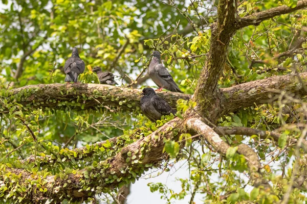 Банди голуб, Голуб рок птахів угруповання на Гілка дерева в Сінгапурі — стокове фото