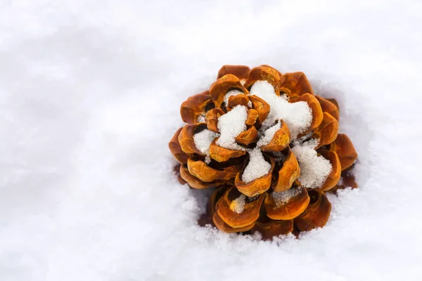 Pin brun séché Conifère graines de cône sur la neige pendant l'hiver — Photo