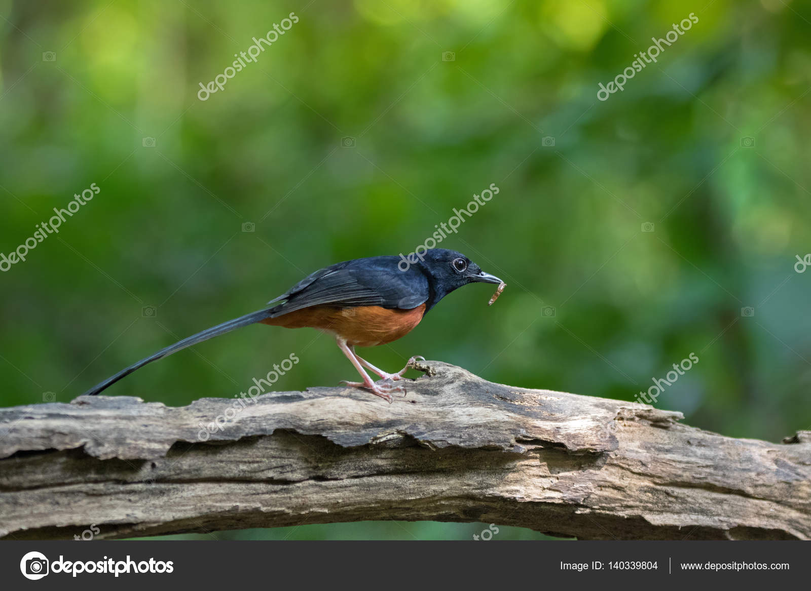 Oiseau De Shama à Croupion Blanc Mâle à Ventre Marron Noir