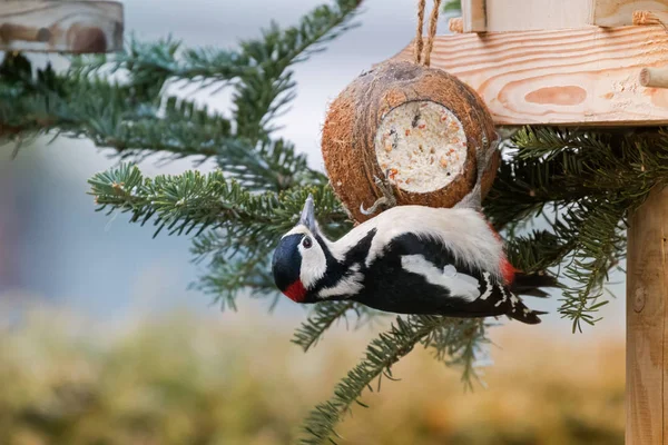 Большая пятнистая дятловая птица в черном, белом, красном пятне на затылке — стоковое фото
