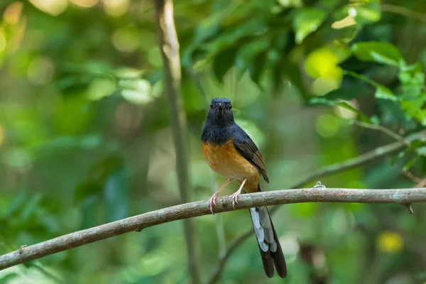 Oiseau femelle shama à crampons blancs en gris noir et orange pâle sur branche — Photo