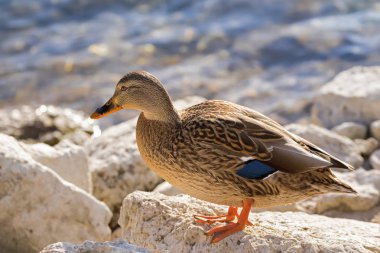 Female mallard, mottled wild duck, with brown speckled plumage clipart