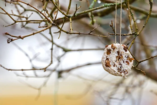 Homemade bird feeder, coconut fat cookie with nut, raisin hanging on tree