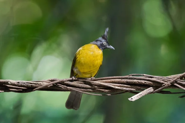 Black-crested bulbul, passerine bird in yellow with black crest — Stock Photo, Image