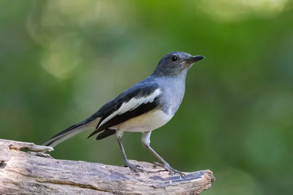 Feminino Oriental Magpie Robin pássaro em cinza preto e branco — Fotografia de Stock