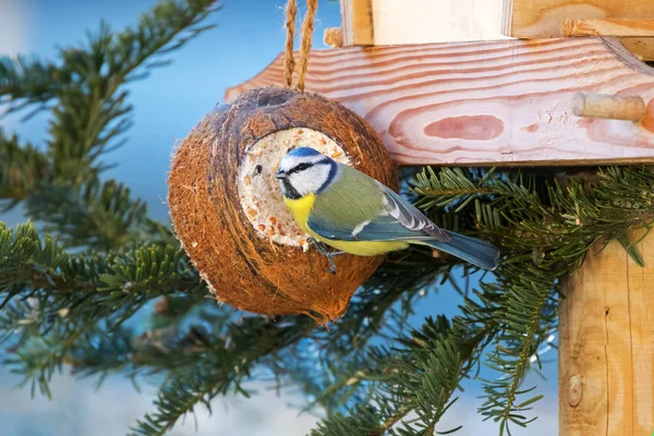 Eurasian blue tit bird in yellow blue white perching on filled Coconut shell suet — Stock Photo, Image