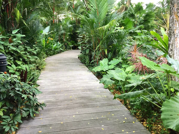 Boardwalk, wooden walkway path surrounded with green tropical plants — Stock Photo, Image