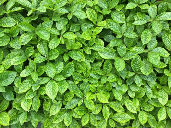 Strobilanthes crispa hojas verdes que muestran la textura de la hoja . —  Fotos de Stock