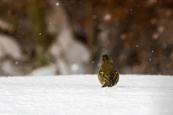 Πίσω Φρυγίλλος ο άγαμος μικρόπουλων πουλί περπάτημα όλα μόνη στο χιόνι — Φωτογραφία Αρχείου