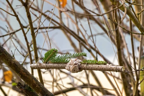 Homemade bird feeder, coconut fat cookie with nut, raisin wrapping around branch — Stock Photo, Image