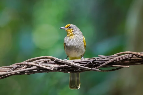 Stripe throated, Streak throated bulbul songbird bird with yellow streaks on forehead