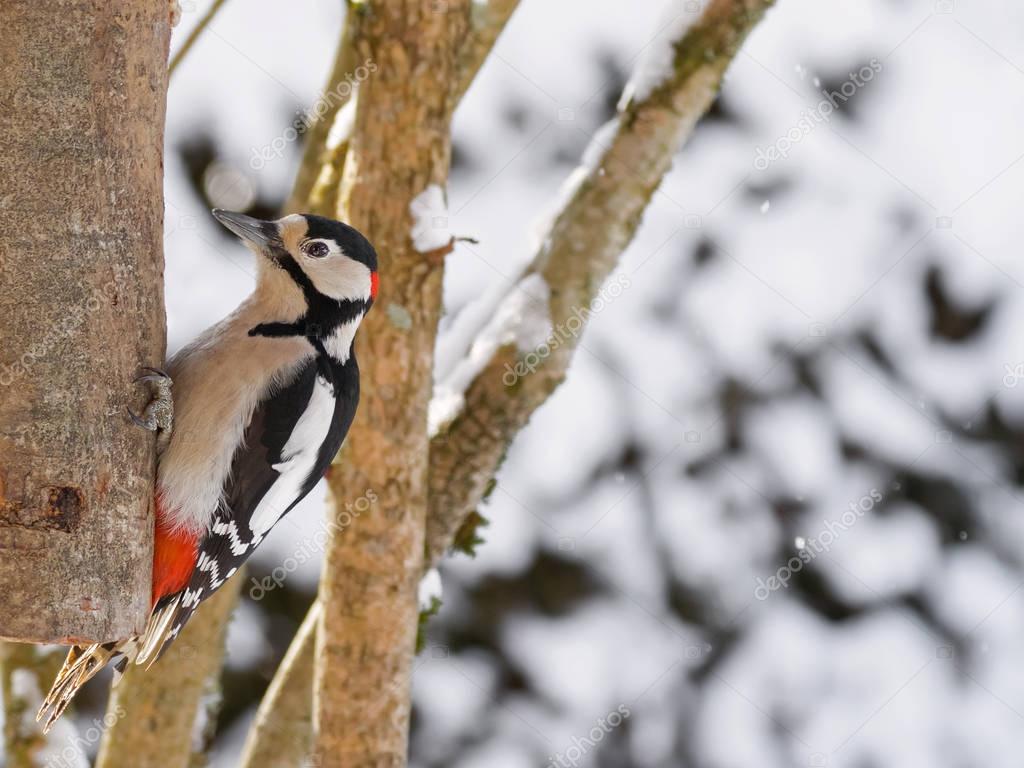 Great spotted woodpecker bird in black, white, crimson red patch on nape