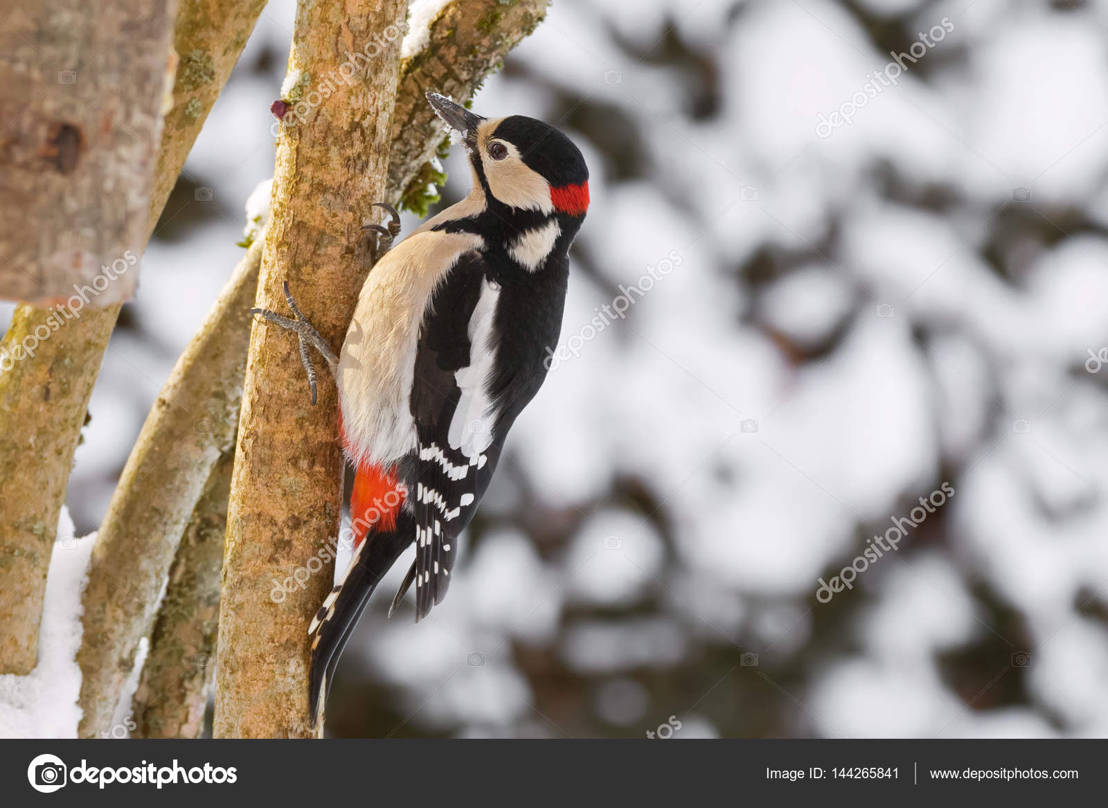 Grands Repéré Pic Oiseau En Noir Blanc Rouge Avec De La