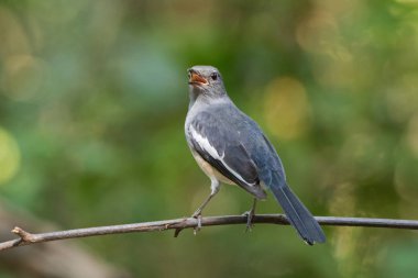 Gri ve beyaz çığlık içinde kadın Oriental Magpie Robin kuş