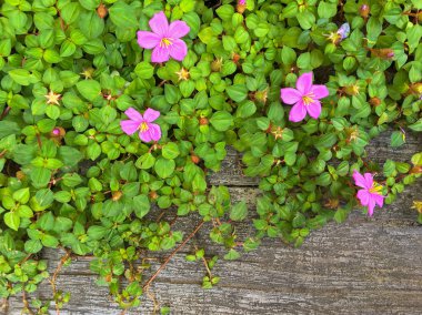 İspanyolca şal, cüce Tibouchina, sondaki pembe mor çiçek olarak da bilinir 