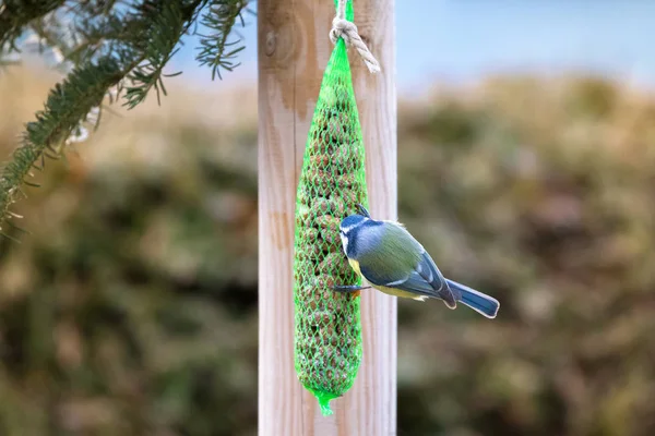 Eurasian Blue Tit pájaro comiendo nueces dentro verde bolsa de malla con nieve —  Fotos de Stock