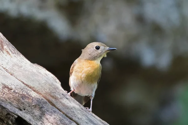 Lindo pajarito atrapamoscas hembra en amarillo marrón posado en la rama — Foto de Stock