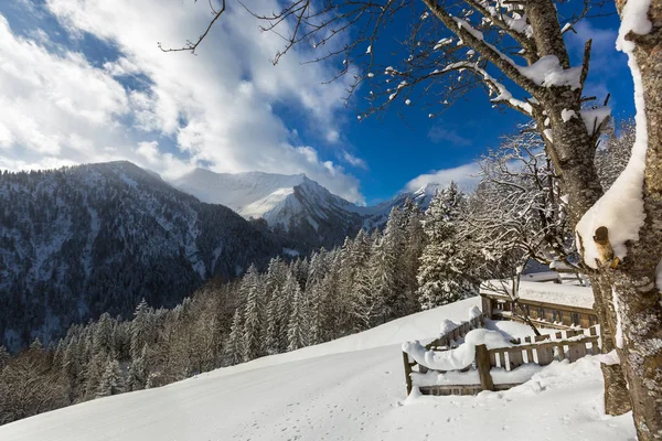 Estable, pino cubierto con ahora, montaña y cielo azul durante el invierno — Foto de Stock