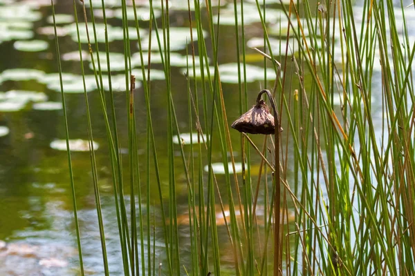 Lankadt barna lotus vetőmag pod lóg lefelé egyedül a tóban — Stock Fotó