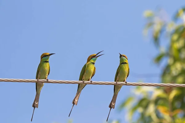 Three Green Bee eater birds perching on steel cable against blue sky — Stock Photo, Image