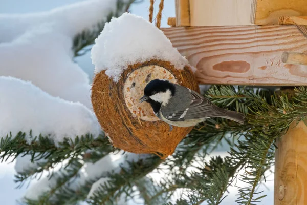 Mésange charbonnière, petit passereau gris jaune avec nuque blanche noire sur la tête — Photo