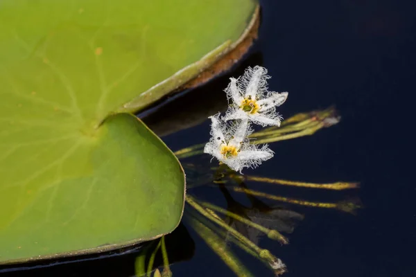 水スノーフレーク水生植物の成長のクローズ アップの白い花 — ストック写真